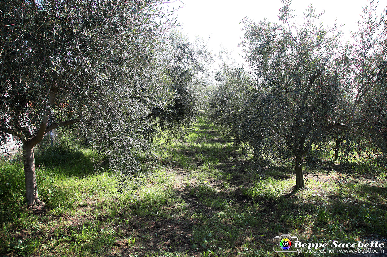 VBS_7135 - PressTour educational dedicato ai vini del Pinerolese e all’olio prodotto sulla collina di Pinerolo.jpg